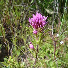 castilleja exserta 4430